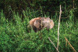 Young adult Borneo pygmy elephant