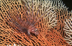 Indian Lionfish