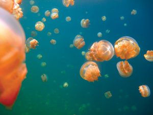 Jellyfish Lake, Palau - Photo by Bill O’Leary