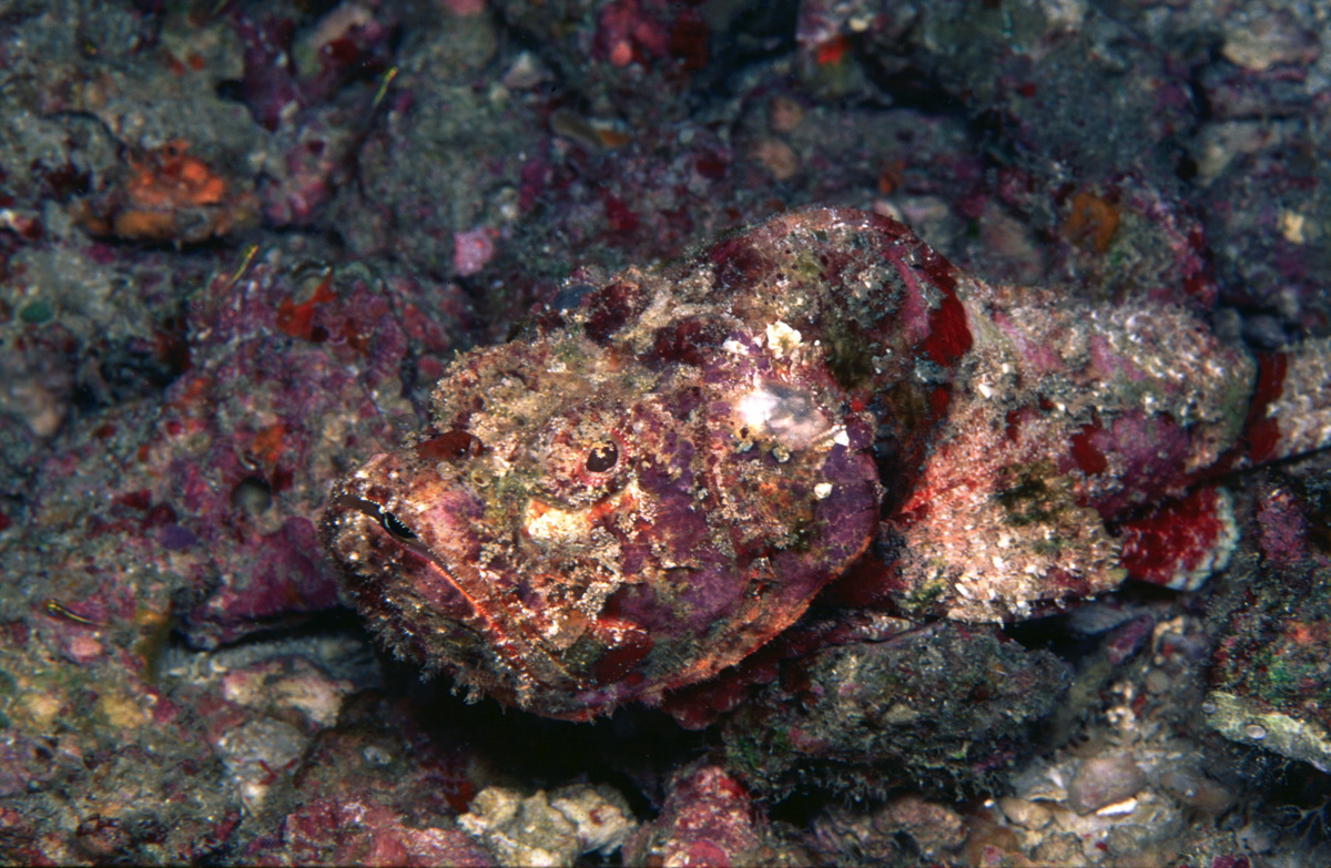 Stonefish