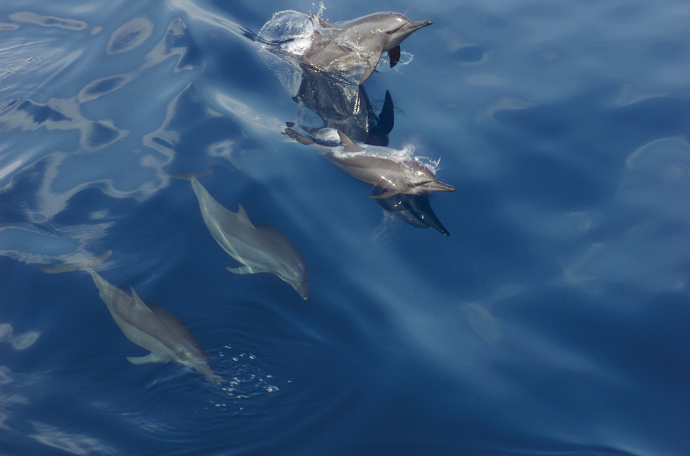 Dolphins off Pulau Moyo - Photo by Ed Shiels