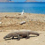 Komodo Dragon on Rinca Island