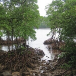 Mangroves in Pulau We, Sabang
