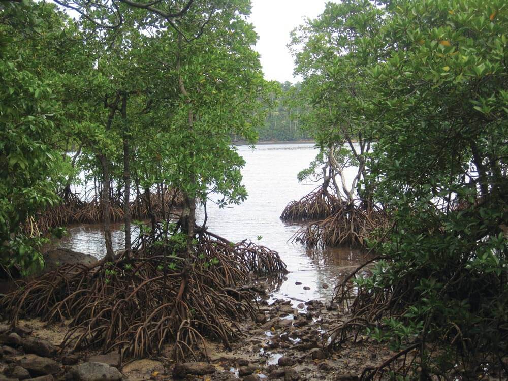 Mangroves in Pulau We, Sabang