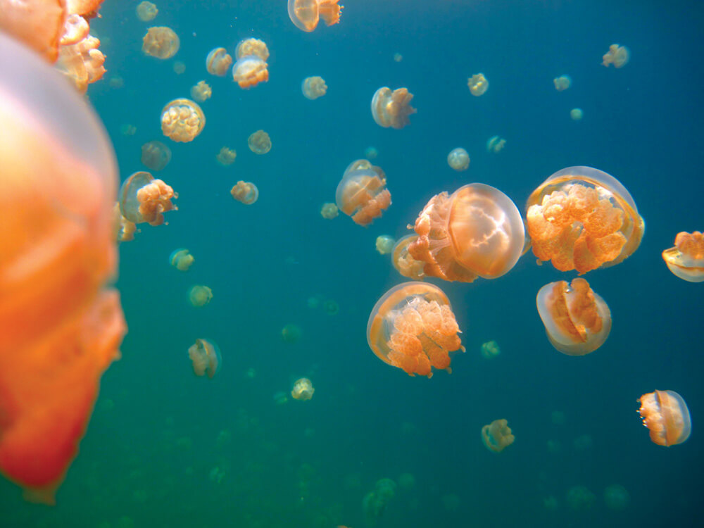 Jellyfish Lake,  Palau | Photo by Bill O'Leary