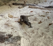 Reptilian lunch-crasher at Koh Poda&#039;s secret beach