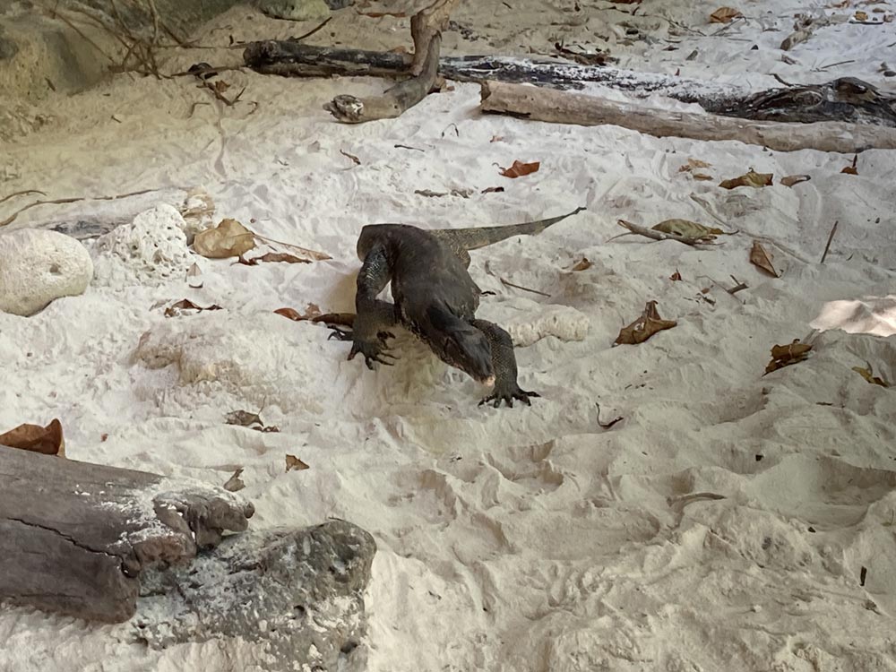 Reptilian lunch-crasher at Koh Poda's secret beach