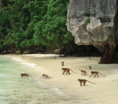 Monkey run wild on Phi Phi beach