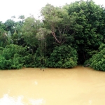 Dense vegetation and murky brown water on the Kinabatangan River