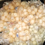 Turtle-Eggs-for-sale-Terangganu