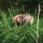 Borneo Pygmy Elephant at the side of the Kinabatangan River (East Sabah)