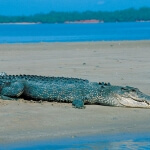 Saltwater_crocodile