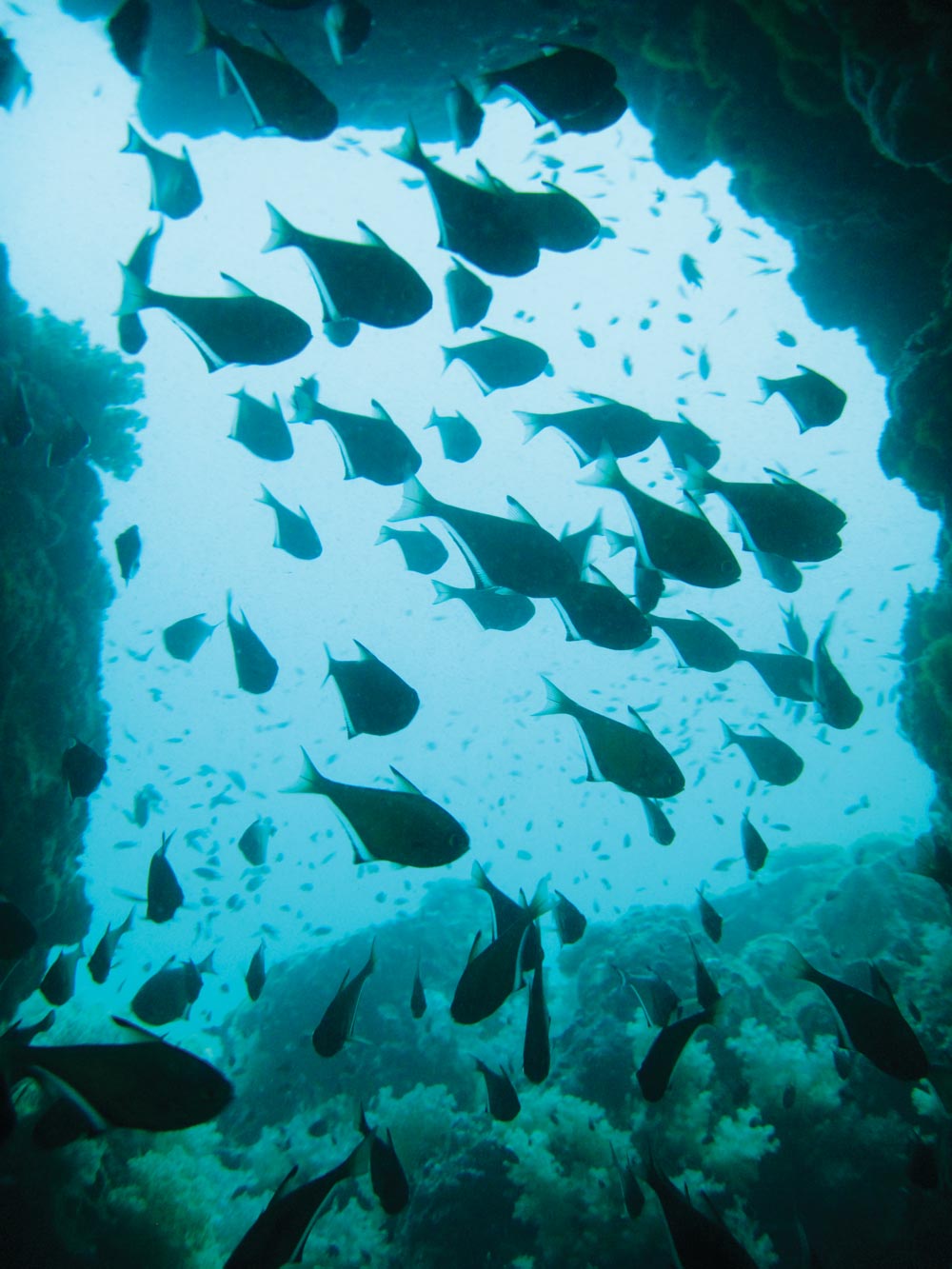  The Chimney Dive at Koh Ha Yai