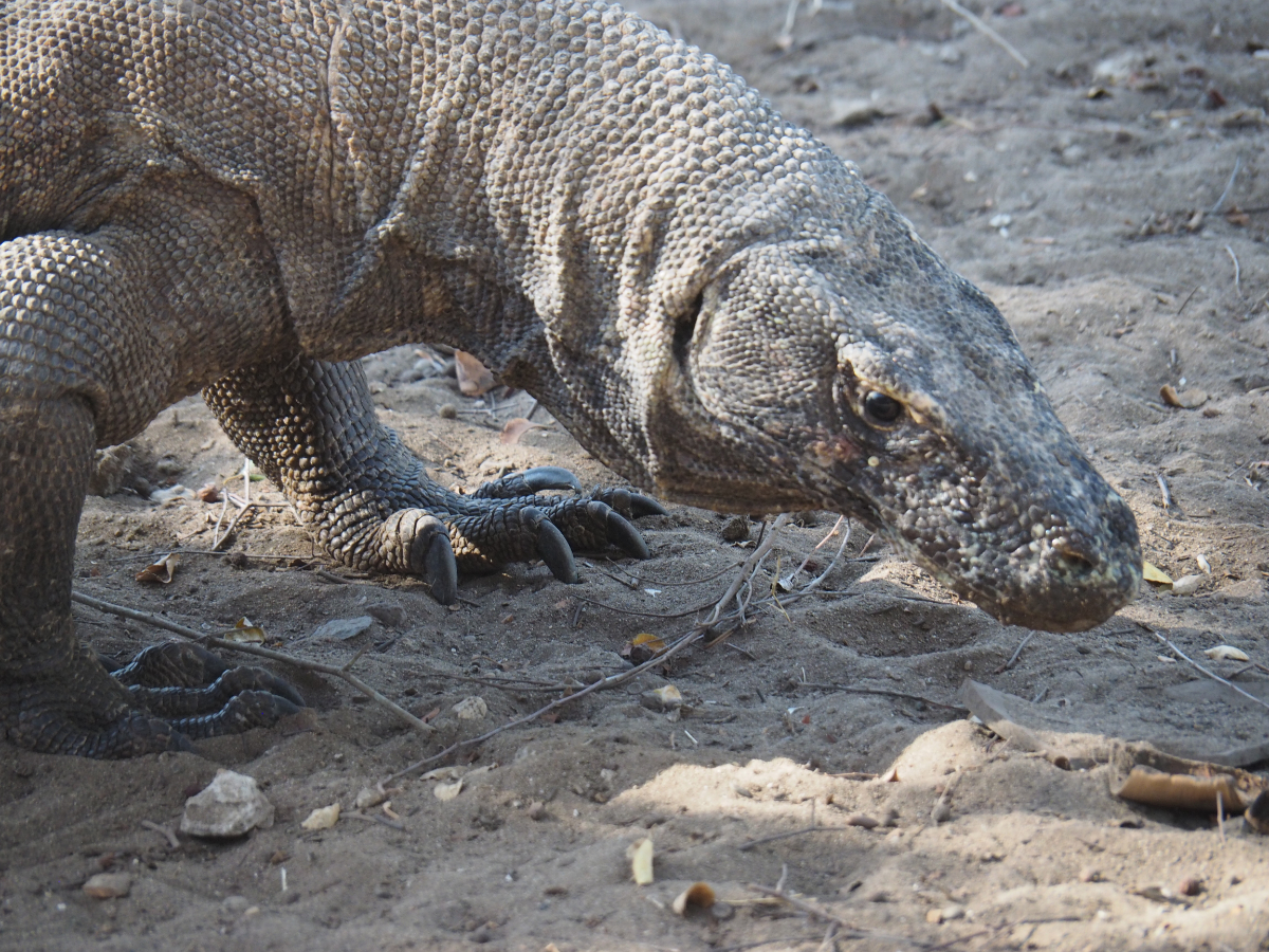 Komodo Dragon