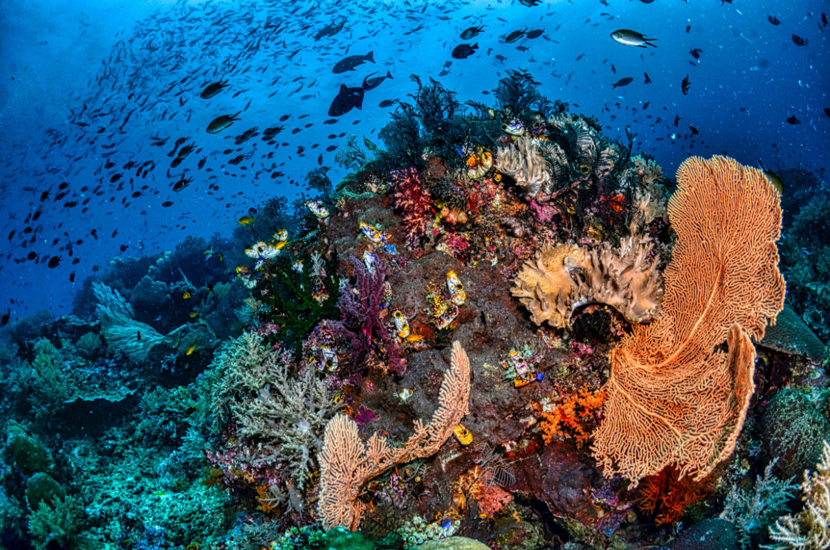 Brown Coral Reef, Raja Ampat Sustainable yachting: Coral Reef, Raja Ampat