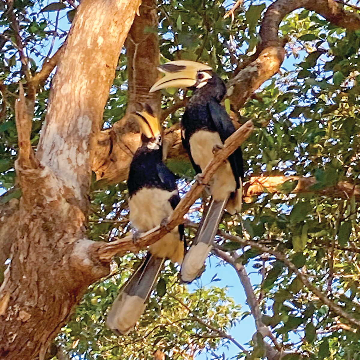 Hornbills in Koh Phayam