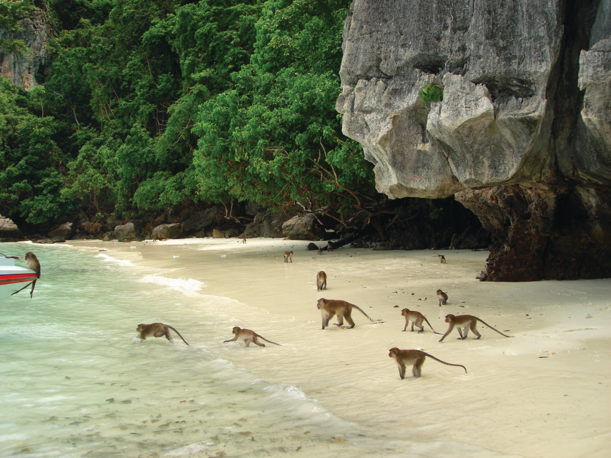 Monkey Beach, Southeast Ton Sai Bay, Phi Phi Don