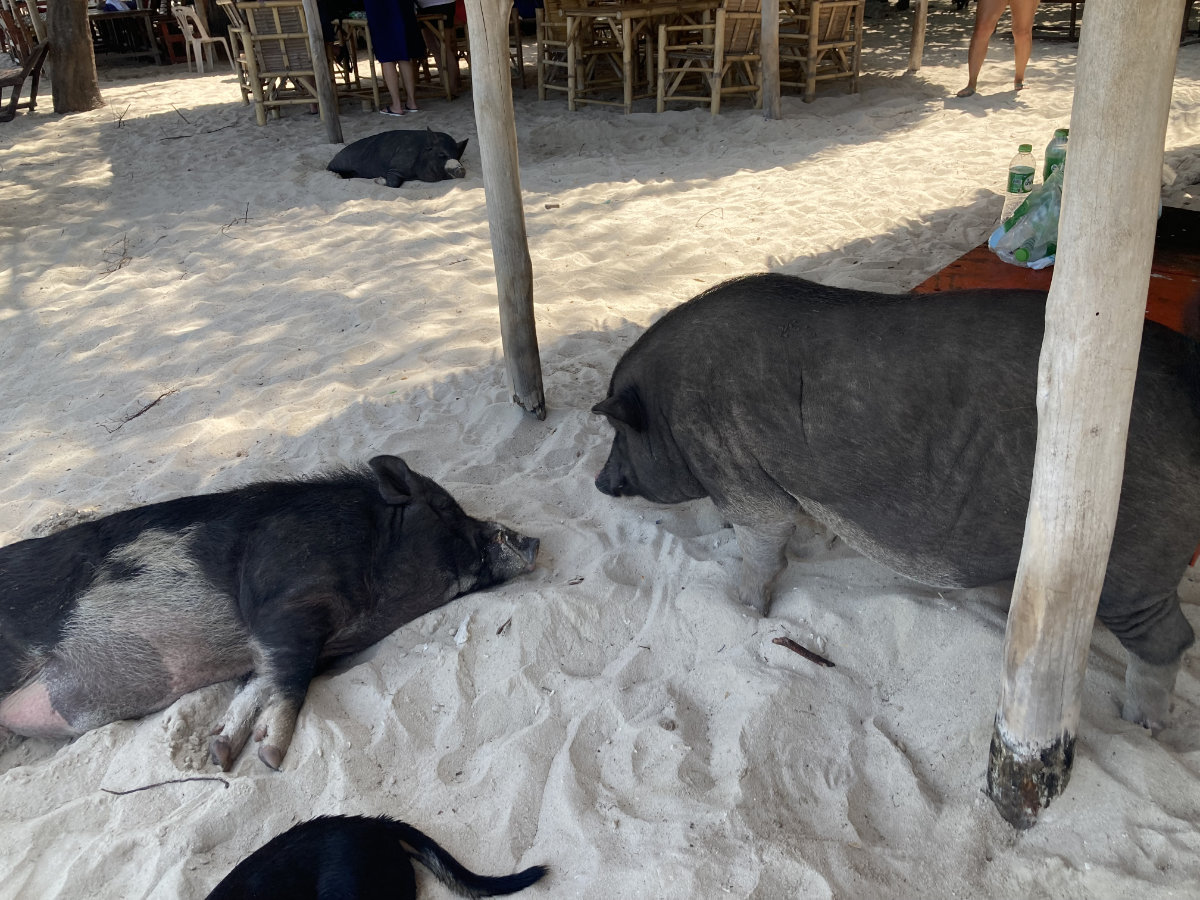 'Wild' pigs on Koh Madsum