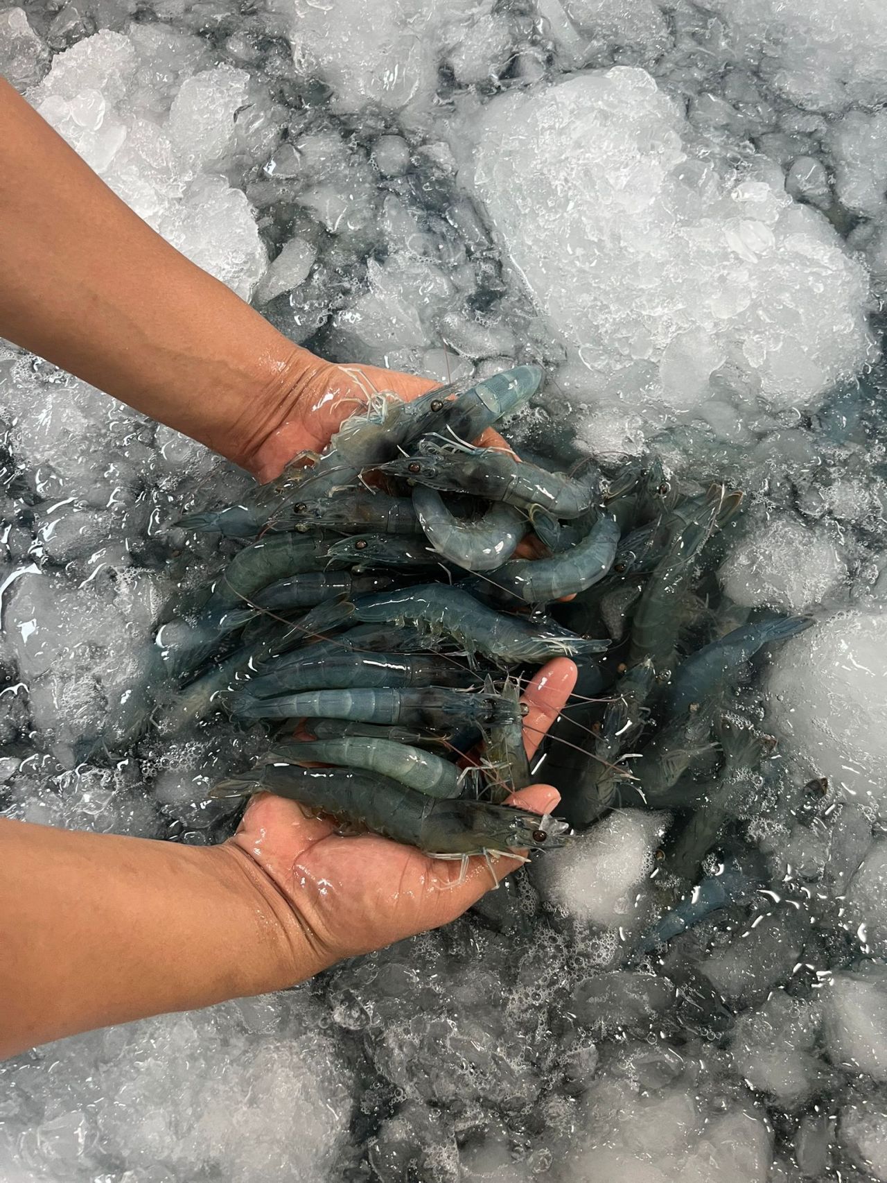 Sustainable Shrimp harvest