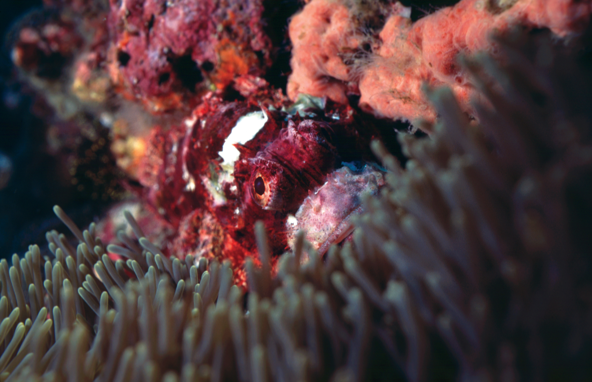 Scorpionfish  Marine life: Scorpionfish